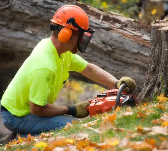 tree services Hemlock